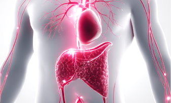 胃腸の働きを助ける